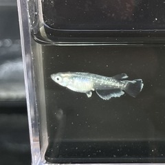 9月3日メダカ各種の画像