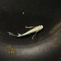 9月3日メダカ各種の画像