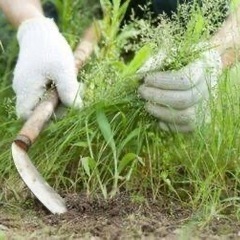草引き・除草・剪定作業手伝います。