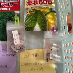 種  9月ポット種蒔用の種小分けしましたの画像