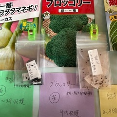 種  9月ポット種蒔用の種小分けしましたの画像