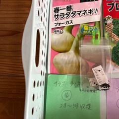 種  9月ポット種蒔用の種小分けしましたの画像