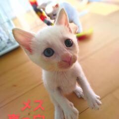 ９月７日（日）にゃん★鳥栖譲渡会に参加します。