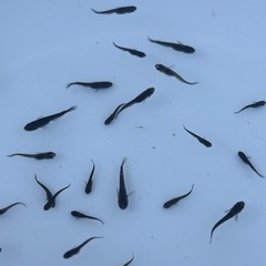 メダカ　サタン稚魚　30匹＋α ④の画像