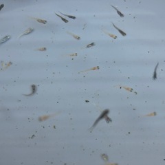 メダカ　MIX稚魚 50匹＋α ④の画像