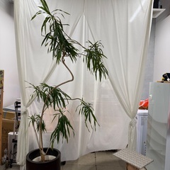 観葉植物　ドラセナ　大きいの画像