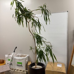 観葉植物　ドラセナ　大きいの画像