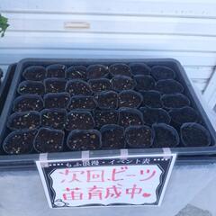 0円★苗、差し上げています★(今は、青じそ・芽キャベツ)の画像