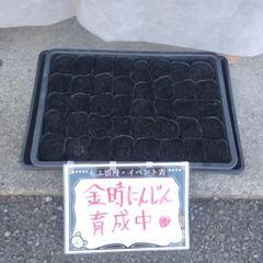 0円★苗、差し上げています★(今は、青じそ・芽キャベツ)の画像