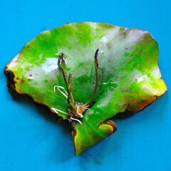 熱帯スイレン  キーラルゴむかご苗４の画像