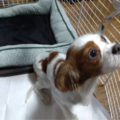 キャバリアの女の子です - 犬