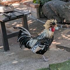 鶏の里親さん募集