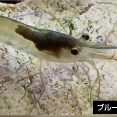 【金太郎ファーム】●スラウェシシュリンプ　ブルーレッグポソの画像