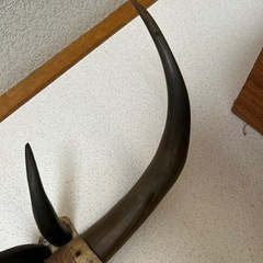 牛の角のオブジェの画像