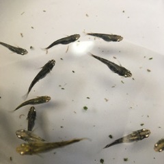 めだか鎧メダカの画像
