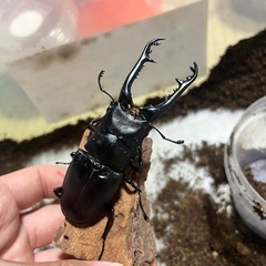 ギラファノコギリクワガタ ケイスケ WF3 初令幼虫の画像