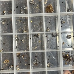 ギラファノコギリクワガタ ケイスケ WF3 初令幼虫の画像