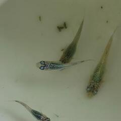 めだか　⭐ネプチューン　稚魚⭐　の画像