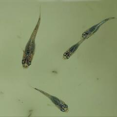 めだか　⭐ネプチューン　稚魚⭐　の画像