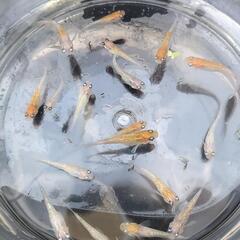 めだか　⭐王華　若魚⭐の画像