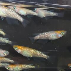 めだか　⭐王華　若魚⭐の画像