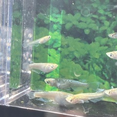 激安★メダカ★飛輪の画像