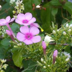 フロックス🌺抜き苗2本の画像