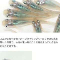 深海メダカ卵10個1000円の画像