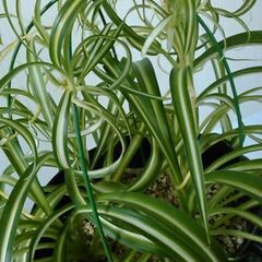観葉植物（1）の画像