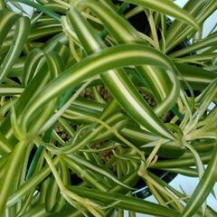 観葉植物（1）の画像