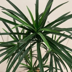 【無料】造花観葉植物（フェイクグリーン）の画像