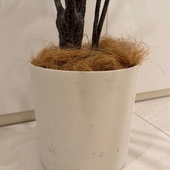 【無料】造花観葉植物（フェイクグリーン）の画像
