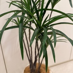 【無料】造花観葉植物（フェイクグリーン）の画像
