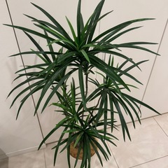 【無料】造花観葉植物（フェイクグリーン）の画像