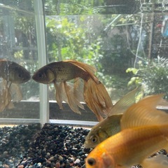 鉄魚3尾プラス水槽濾過器の画像