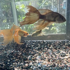 鉄魚3尾プラス水槽濾過器の画像
