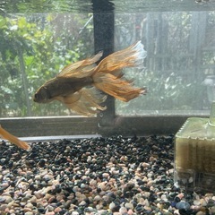 鉄魚3尾プラス水槽濾過器の画像