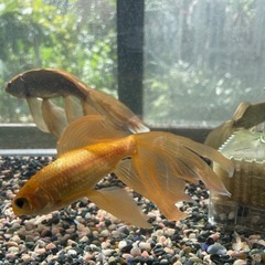 鉄魚3尾プラス水槽濾過器の画像
