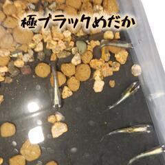 (中止中)  めだかの卵格安セット(種類は説明欄)の画像