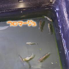 (中止中)  めだかの卵格安セット(種類は説明欄)の画像
