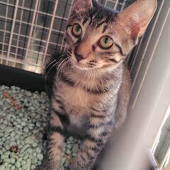 ボク、かけっこ大好き！