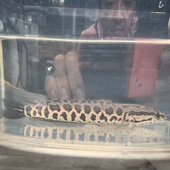 雷魚の画像