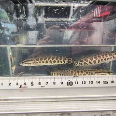 雷魚の画像