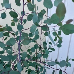 ユーカリポポラス
の画像