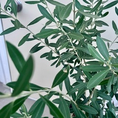 オリーブ 　チプレッシーノ①の画像