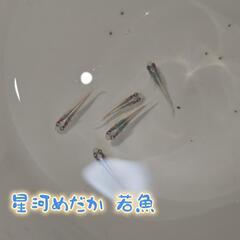 (中止中)  めだかの卵格安セット(種類は説明欄)の画像