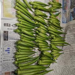 朝採れたて無農薬新鮮野菜の画像