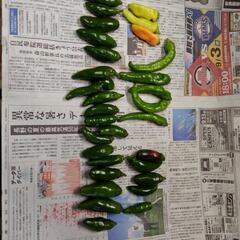 朝採れたて無農薬新鮮野菜の画像