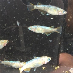 めだか黒ラメ幹之サファイアメダカの画像
