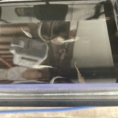 メダカネプチューンの画像
